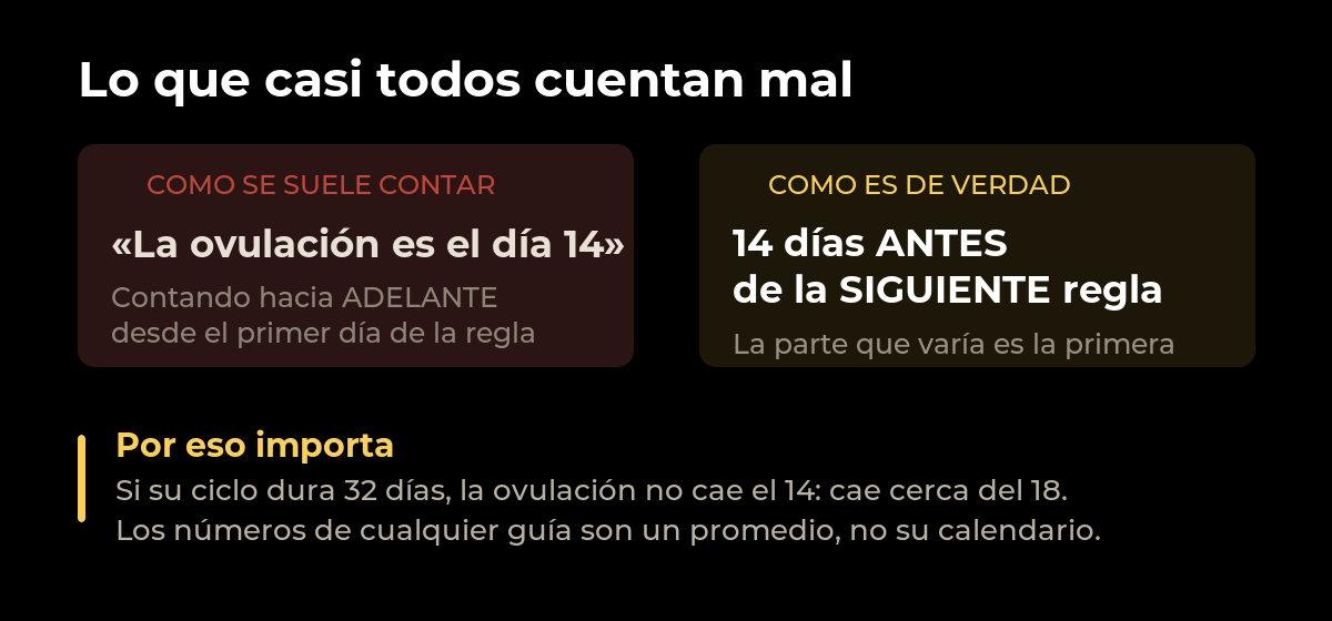 Comparación entre contar la ovulación hacia adelante desde la regla, que es incorrecto, y contarla catorce días antes de la siguiente regla, que es lo correcto